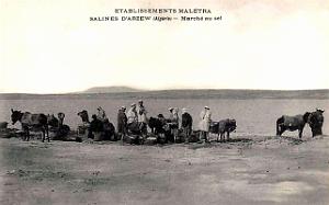 Arzew - Salines Maletra - Marche du Sel 